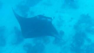 MOV46 UW Manta Ray at German Channel