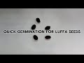 Quick Germination for Luffa Seeds | Paper Towel Method for Thick Seeds