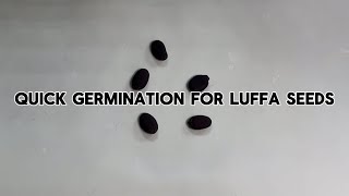 Quick Germination for Luffa Seeds | Paper Towel Method for Thick Seeds