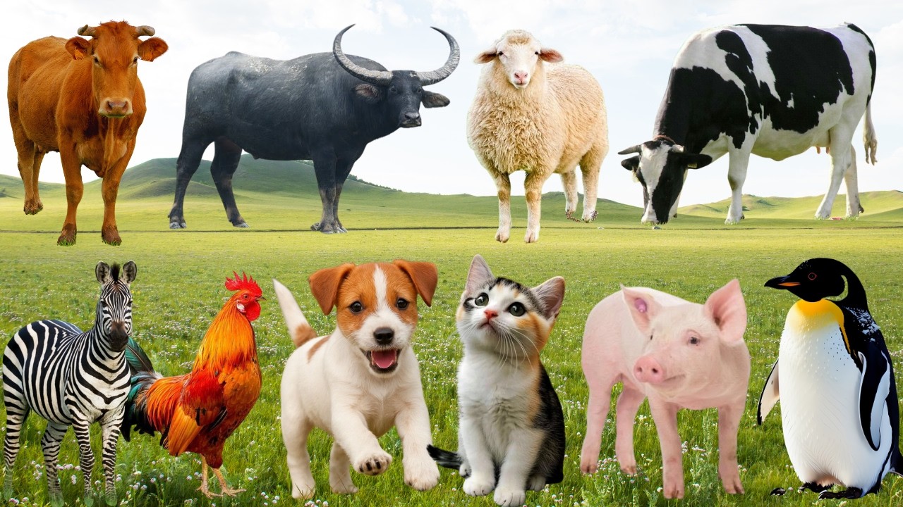 🌿"Show Diễn" Đồng Quê Vui Nhộn  – Khi Chó, Mèo, Gà & Bò Cùng Cất Tiếng Dễ Thương | FarmAnimal🐔🐮😺🐶