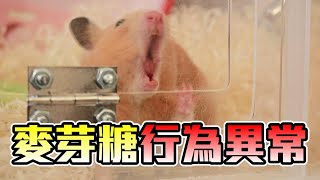 【維鼠日記】麥芽糖行為異常，原因竟然是?【維特】#83
