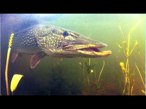 Видео: Гигантска риба: списък, описание, снимка