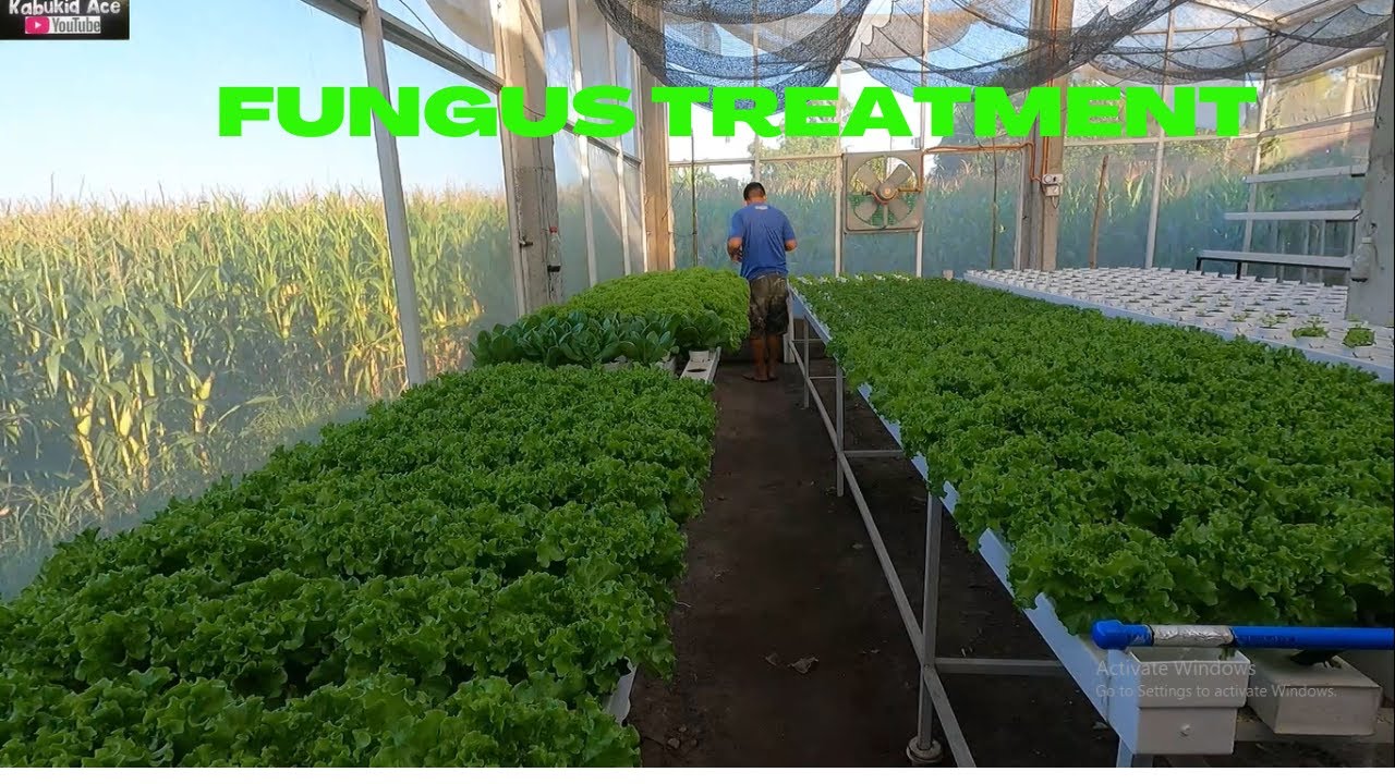 EP424 PAANO MAG APPLY NG FUNGUS TREATMENT O FUNGUS REMOVAL YouTube