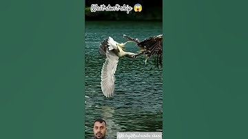 #سورة_الإخلاص #ikhlas #egzonibrahimi #nature #birds #wildlife #animals #shortvideo #foryou