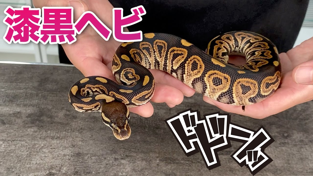 ヘビの種類 ブラックパステル 高級ペット蛇ボールパイソンのモルフ紹介 Youtube ヘビの種類 ブラックパステル 高級ペット蛇ボールパイソンのモルフ紹介 Youtube