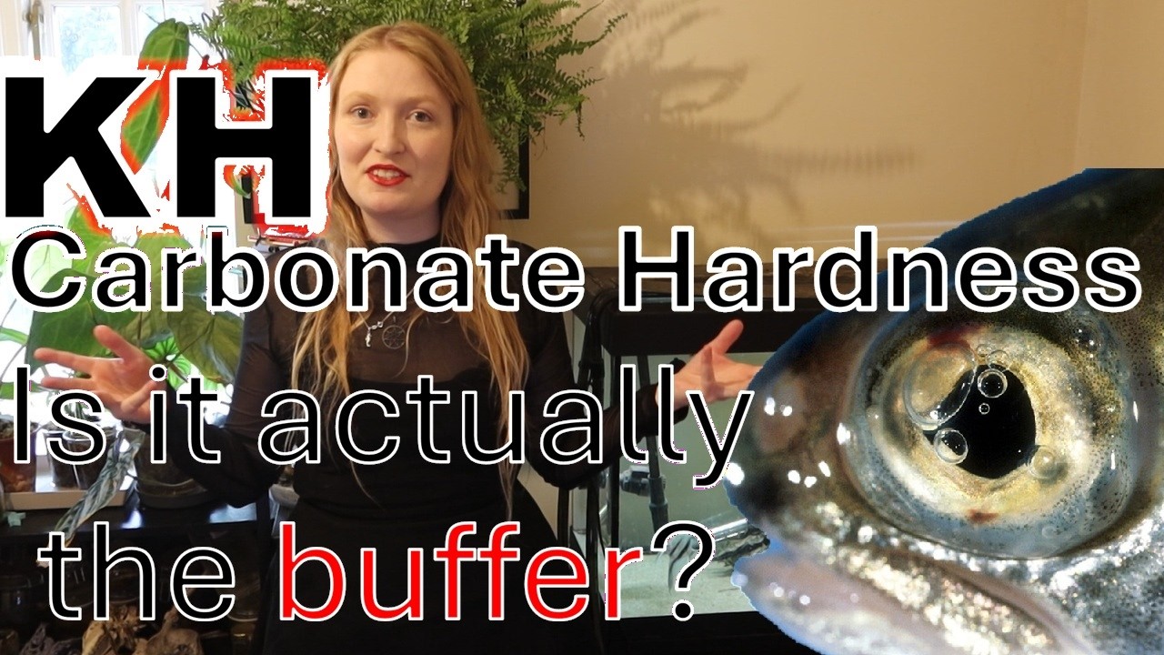 Does KH matter? Carbonate Alkalinity? Aquarium Science #aquarium