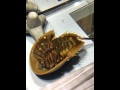 Japanese Monster at Nifrel