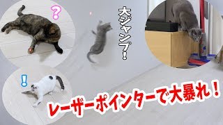 猫4匹とレーザーポインターで遊んだら大興奮して大はしゃぎ！