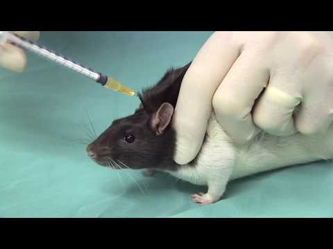 Video: How To Inject A Rat