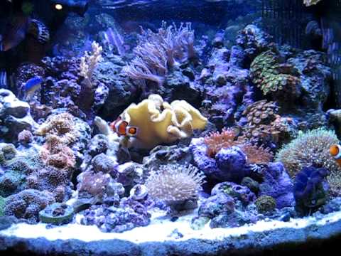99 feeding snowflake eel