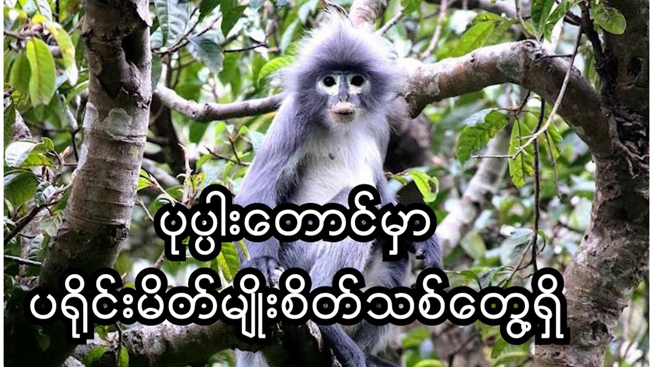 ပုပ္ပါးတောင်မှာ ပရိုင်းမိတ်မျိုးစိတ်သစ်တွေ့ရှိ၊ Popa Langur, New Primate found in Mt Popa, Myanmar