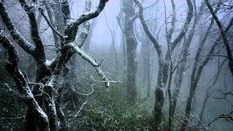 Sviatoslav Richter - Schumann - Waldszenen (Forest...