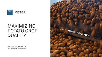 Maximizing Potato Crop Quality: The Critical Role of Soil Moisture