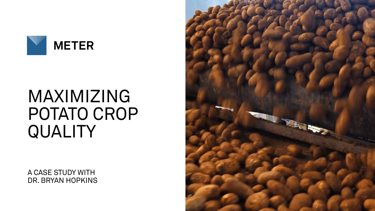 Maximizing Potato Crop Quality: The Critical Role of Soil Moisture