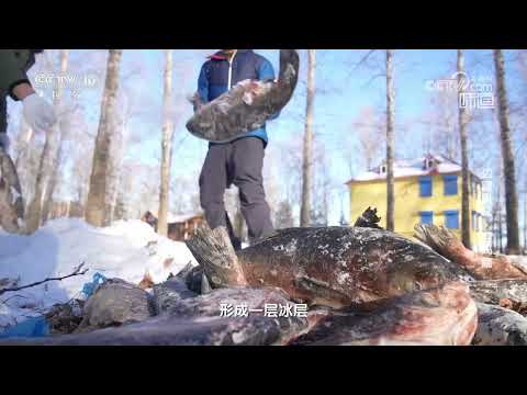 雪中藏鱼是呼玛人冬日存储江鱼的方法《味道》20240309 | 美食中国 Tasty China