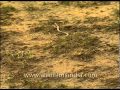 A Snake Slithering On The Ground In Corbett National Park