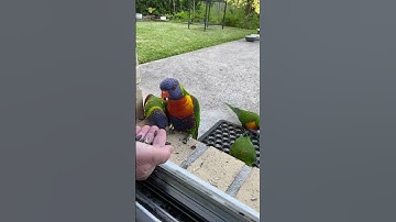 Rainbow Lorikeet Fails & A Hilarious Cockatoo Bonus! | Wild Bird Bloopers #lorikeet #cockatoo