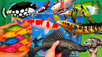 Video tổng hợp cá cảnh đẹp, vịt, vịt con, cá koi, cá trê, cá nóc, cá xiêm, cá bảy màu