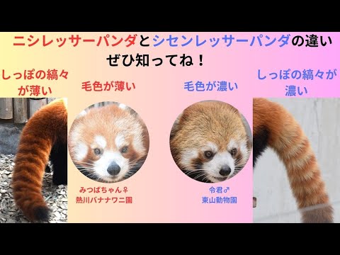 【レッサーパンダ】【2点まとめ】 リクエスト商品 2点 リクエスト2点 まとめ ZXまとめて取引ok様