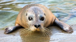 Why do Harbor Seals Frequently Haul Out Onto Rocky Shores Instead of Sandy Beaches?