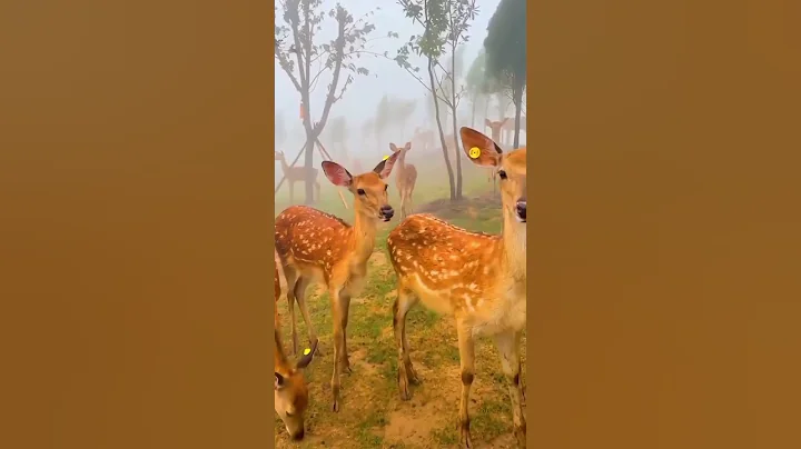 Raman Reti Gokul mathura Vrindavan live ❤️