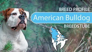 ► American Bulldog Breed Profile [2022] Temperament & Training by Hundefan 1,183 views 1 year ago 4 minutes, 42 seconds
