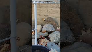 Daddy Long Leg Eating Breakfast In Web