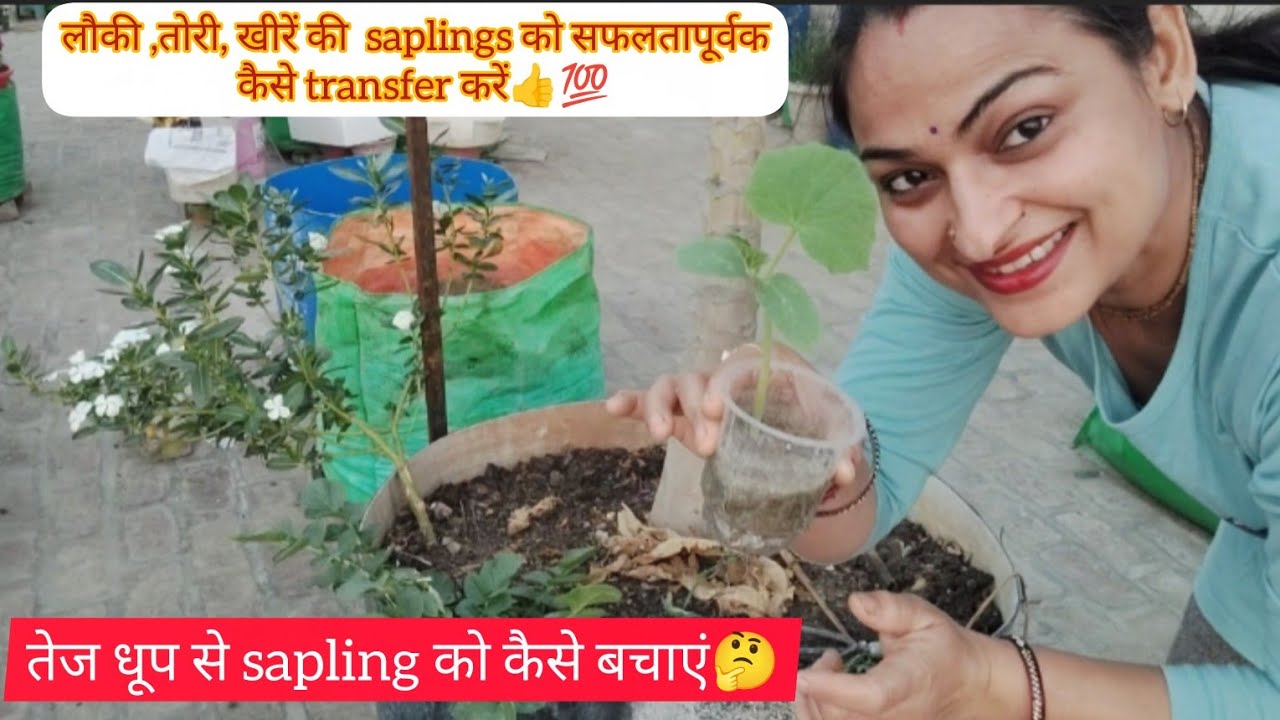 Как успешно пересаживать саженцы тыквы, кабачка и огурца 👍💯 / Как защитить саженцы от прямых солн...