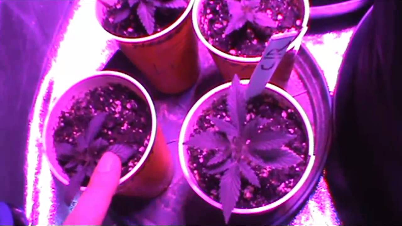 Crop King Seeds Week 1