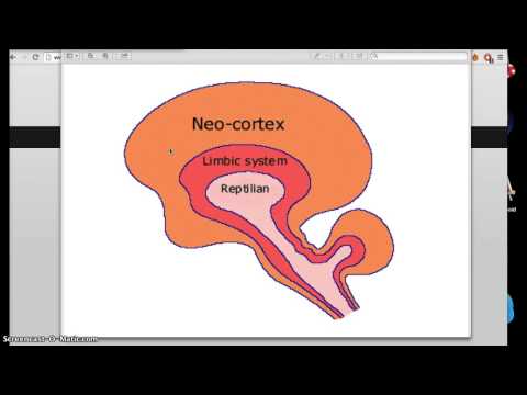Video: Hjerne: Funktion Og Anatomi Af Dele, Diagram, Forhold, Sundhedstips