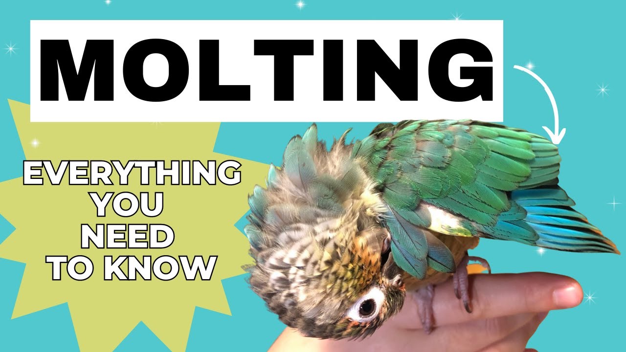 All About Molting And Pin Feathers