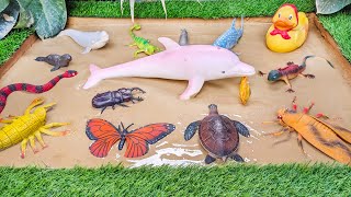 Muddy Sea Animals and Insects Adventure in Sandbox 🐬🪰🦆 Learning Fun Facts for Kids