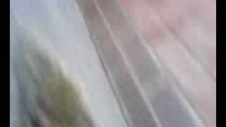 Molly Getting Her Belly Tickled.