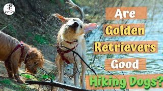 Are Golden Retrievers Good Hiking Dogs?  - Things You Need To Know by luver dog 1,009 views 3 years ago 2 minutes, 43 seconds