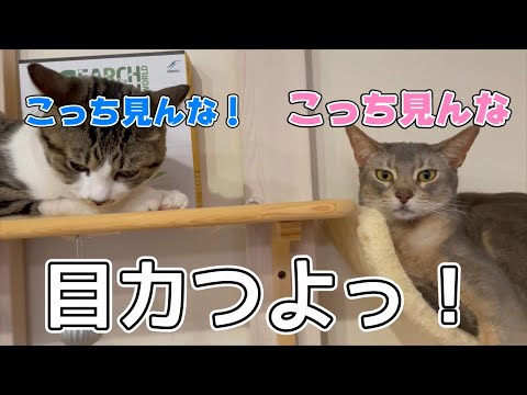 お気に入りの場所を奪い合ううちの猫ズ♡