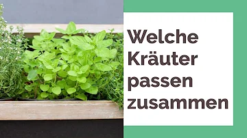 Welche Kräuter passen zu Minze?