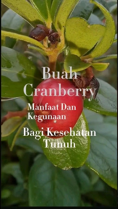 Manfaat dan Kegunaan Buah Cranberry Bagi Kesehatan Tubuh