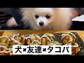 たこ焼きパーティに参加しようとする子犬が可愛い!【ポメラニアンの子犬とアラサー独身男性の日常】