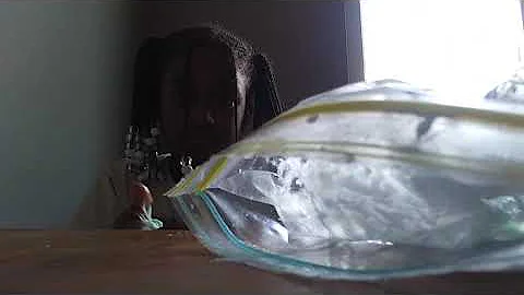 Slime