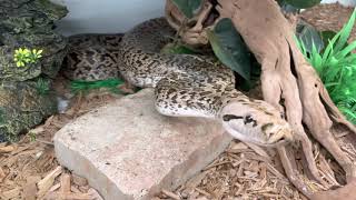 Famous Burmese Python (Bruce) coming to say hello Wealth