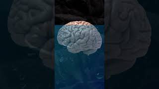 Your Brain is 73% Water?! What Happens When It Loses Just 2%?!
