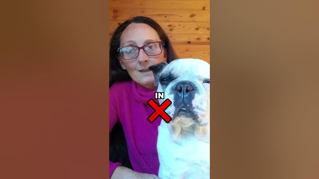 sound therapy for dogs singingbowls bulldog klangtherapie YouTube
