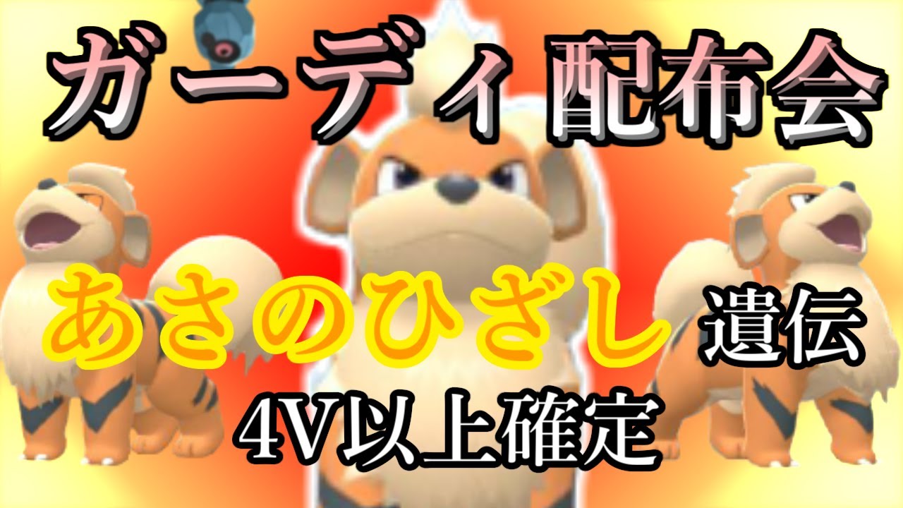 配布会 4v以上 朝の陽ざし遺伝確定 ガーディガチャ開催 交換会 概要欄読んでね ダイパリメイク ポケモン 生配信 sp Youtube