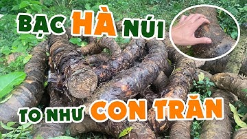 Kiếm Được Củ Bạc Hà Núi (Củ Ráy) Lâu Năm Khổng Lồ Cho Bà Con 0976 836 586
