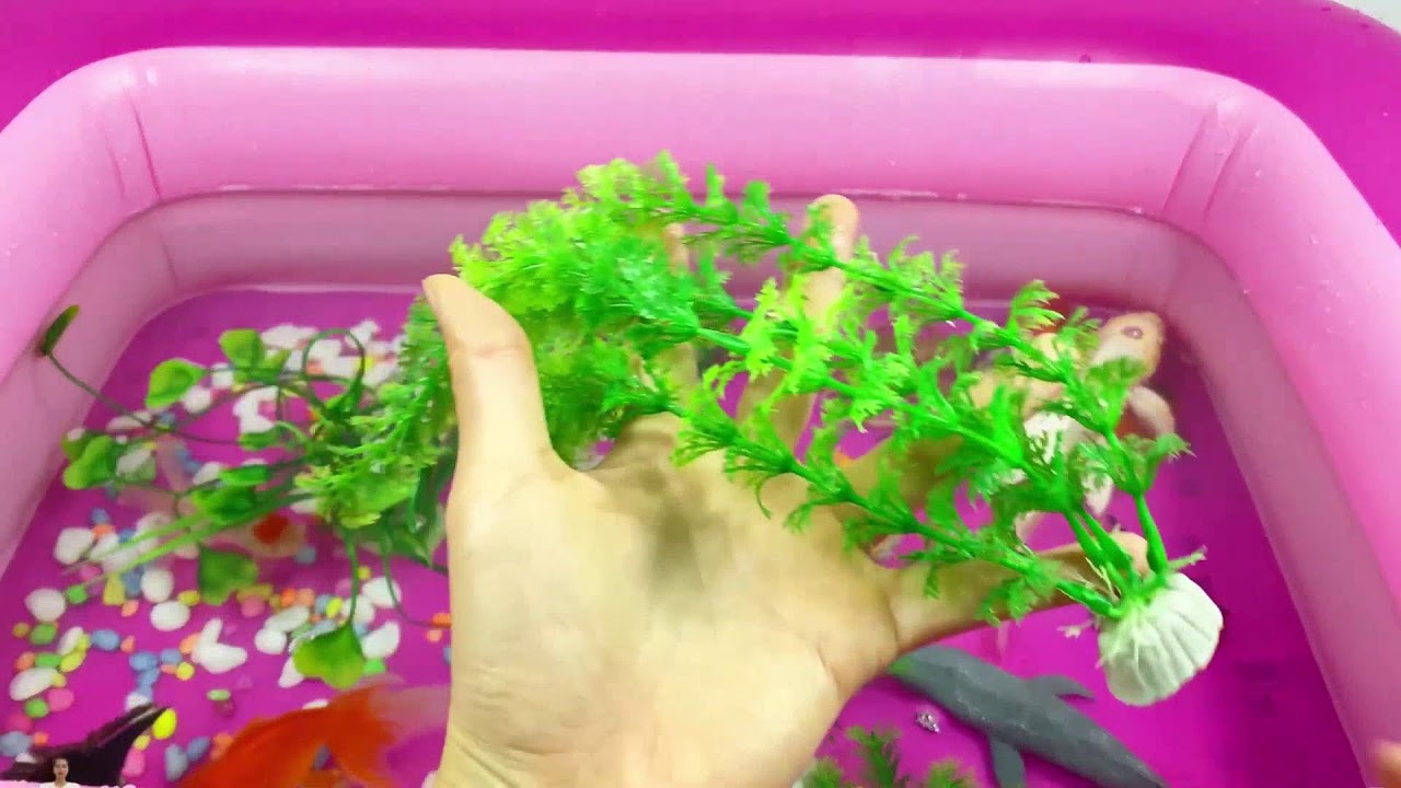 Let's explore what fish and sea creatures there are:sharks,jellyfish#goldfish#animals#viral videos