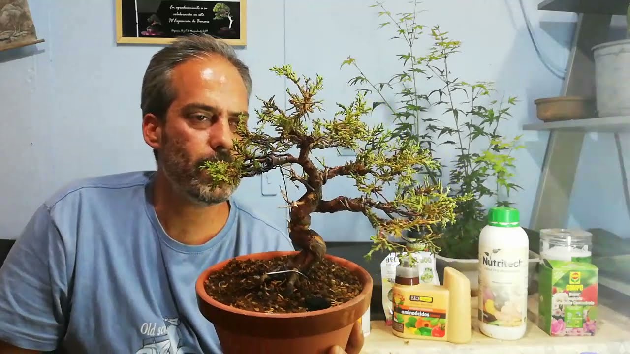 El Otoño en Bonsái. Consejos.