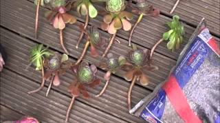 Aeonium propogation.wmv