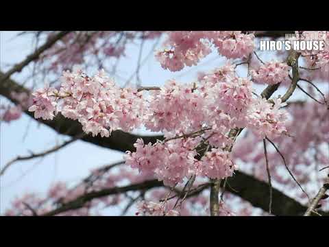 浄楽園の桜 2021