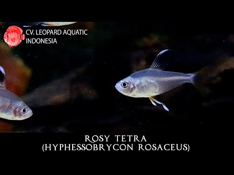 Hyphessobrycon rosaceus THE COURAGEOUS ROSY TETRA. (Leopard Aquatic C026C)