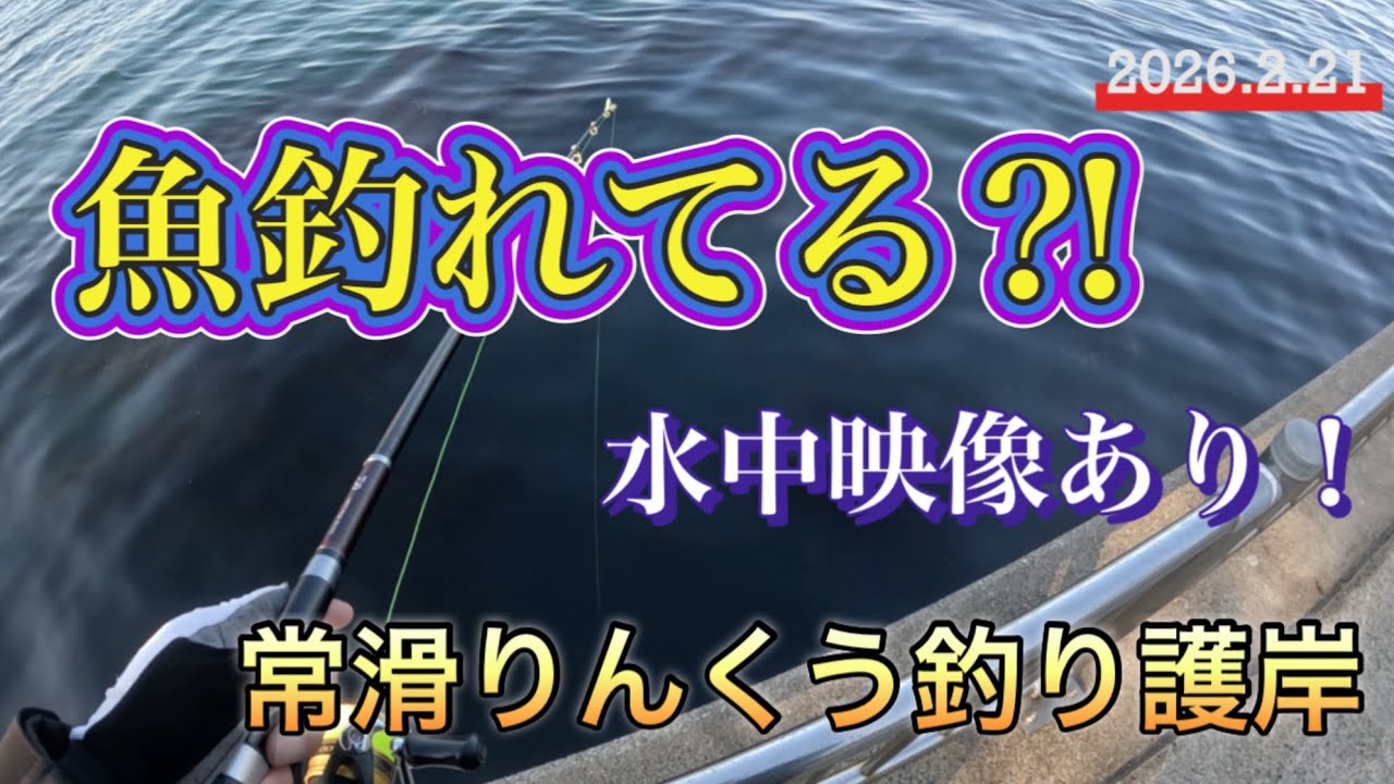 【常滑りんくう釣り護岸】魚釣れてる⁈
